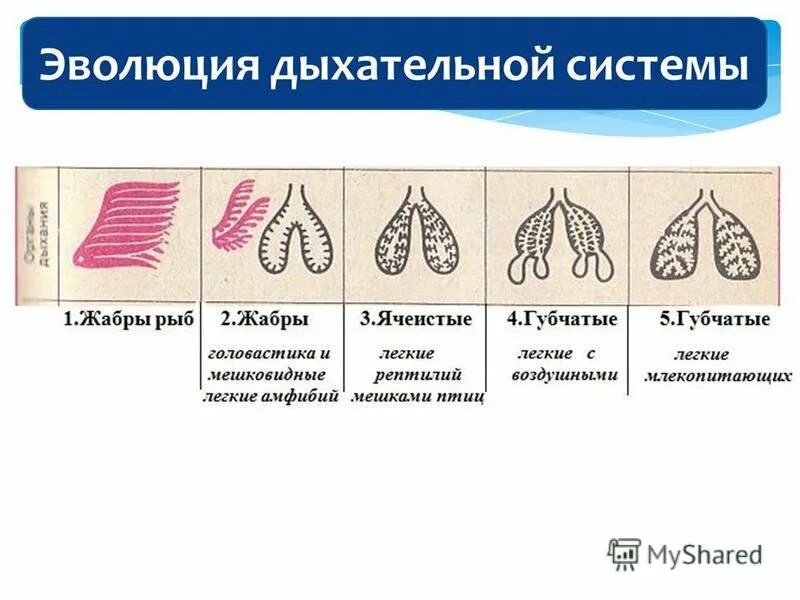 Ячеистые легкие особенности