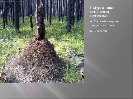 С какой стороны дерево