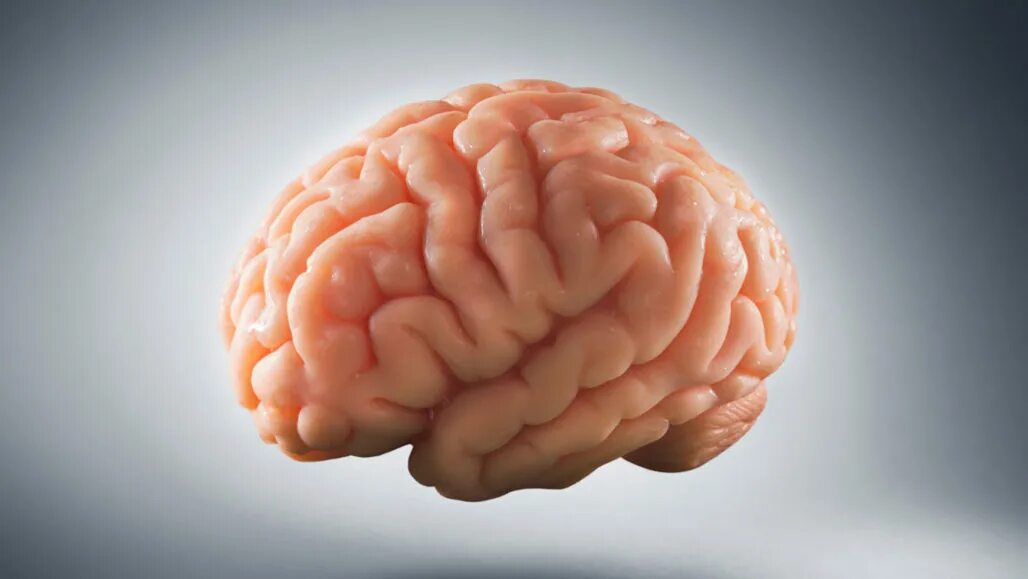 High brains. Мозг улыбается.