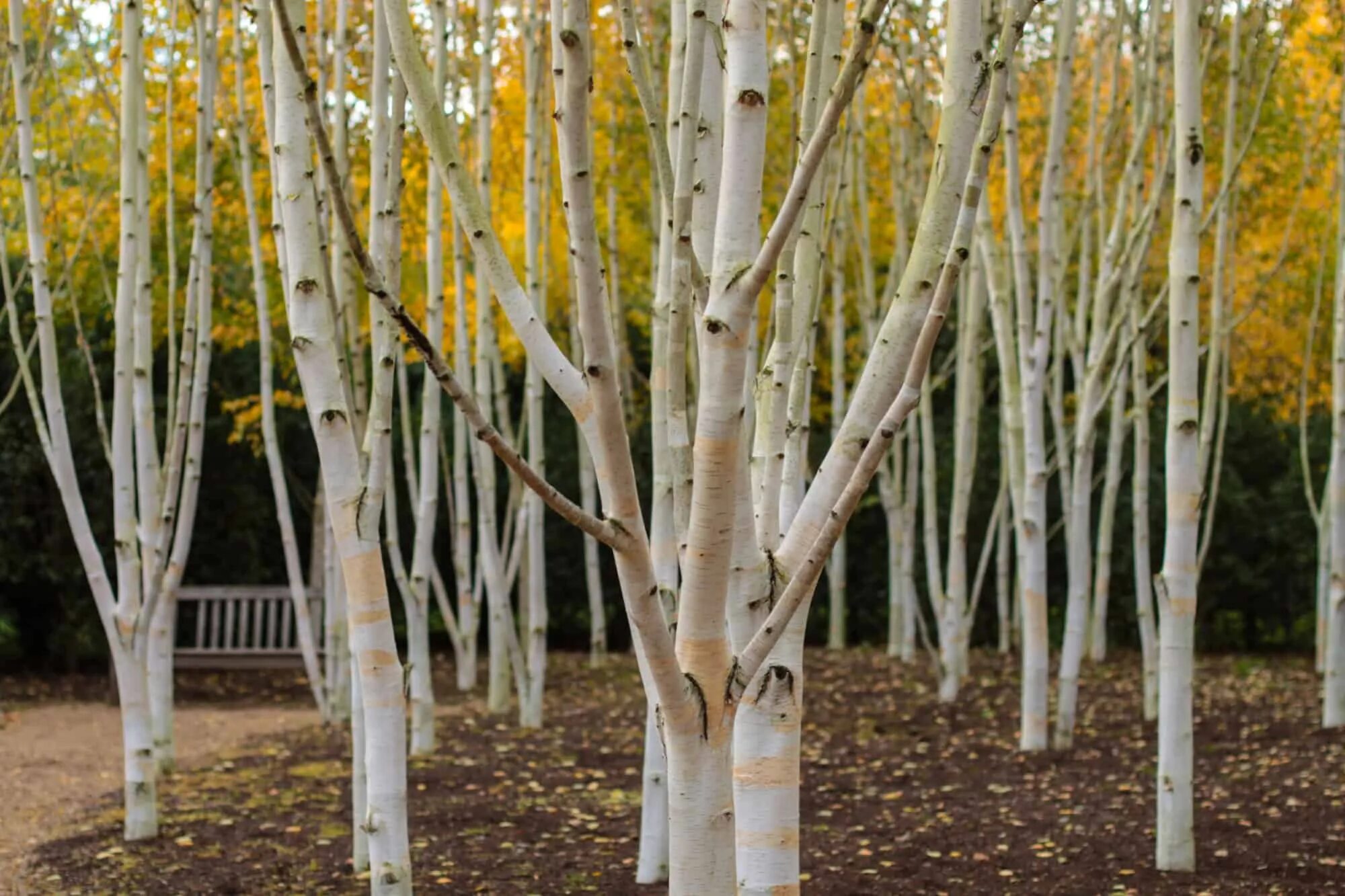 Береза одно из самых. Silver birch. береза. станция дерево береза. береза гималайская.