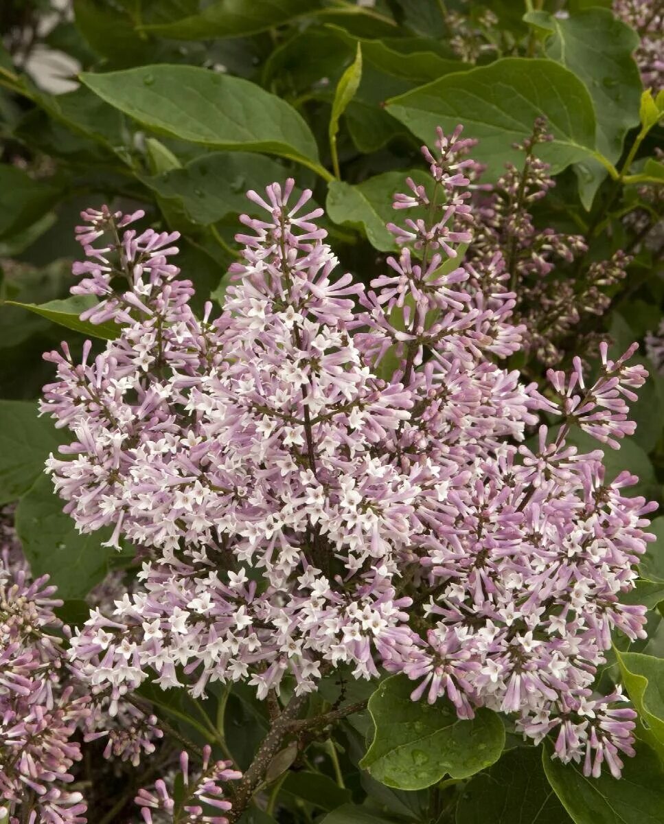 Сирень Miss Kim Syringa. Сирень раскидистая (Syringa patula) Miss Kim. Сирень мисс