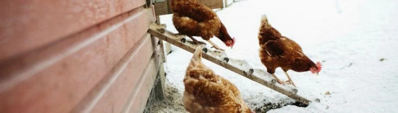 Температура курицы несушки. Куры зимой. Курицы в курятнике. Куры зимующие на улице. Выгул кур зимой.