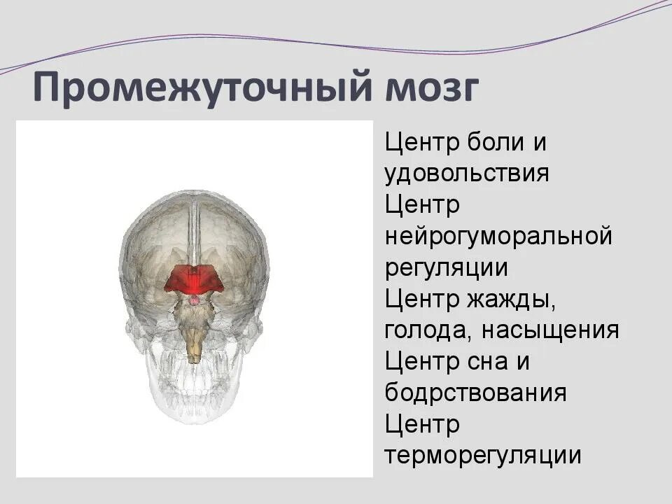 Болевой центр в мозге. Центр боли в мозге. Промежуточный мозг. Центры удовольствия в мозге. Центр боли и удовольствия в мозге.