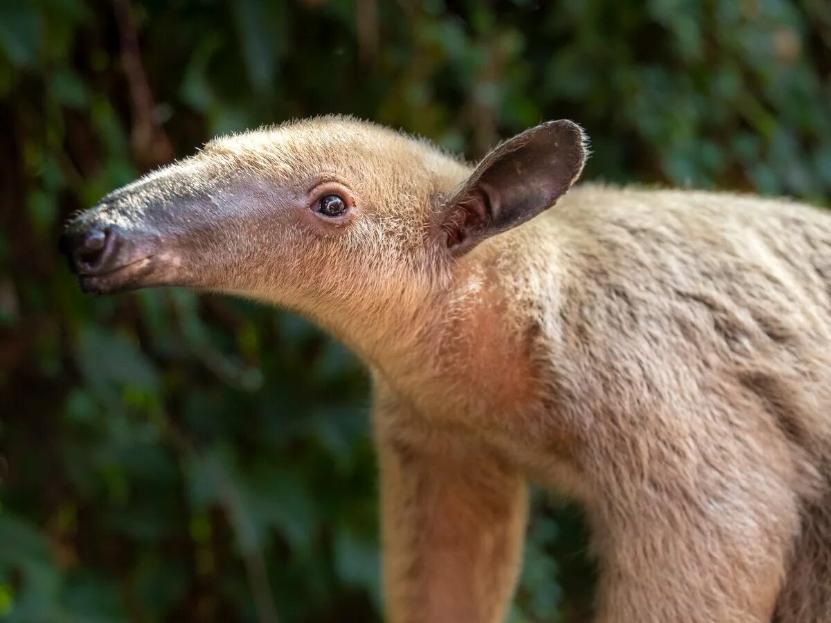 черная макака. карликовый кенгуру валлаби. подобное животное. горный тапир. ленивец лори.