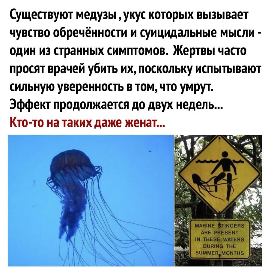 Песня своими карими глазами жалит как медуза