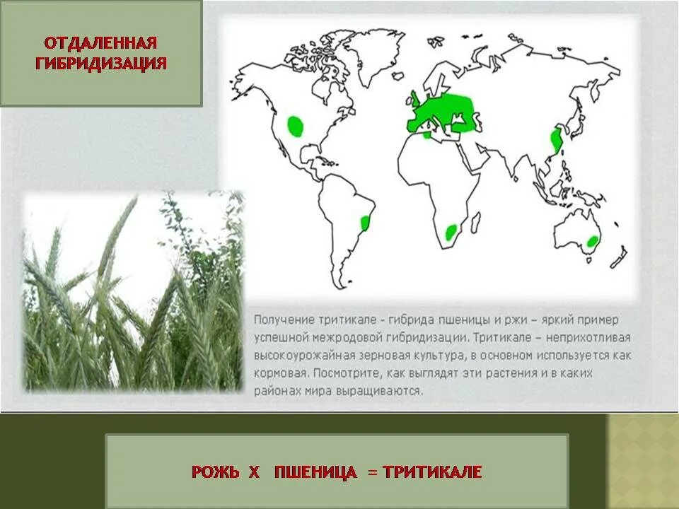 Отдаленная гибридизация. Отдаленная гибридизация тритикале. Гибридизация пшеницы. Метод гибридизации растений.