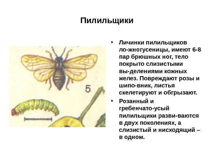 К насекомым вредителям относится. Берёзовый пилильщик развитие. Личинка пилильщика. Пилильщик превращение. Вид личинки пилильщика.