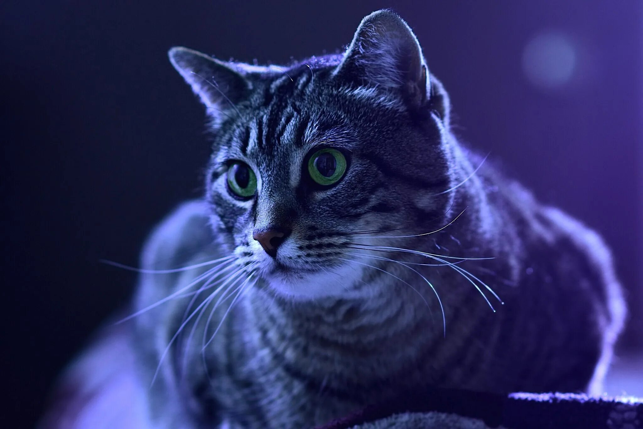 Фон для рабочего стола кошки. Красивые котята. Фото на обои кошки. Сиамская кошка. Красивый кот.