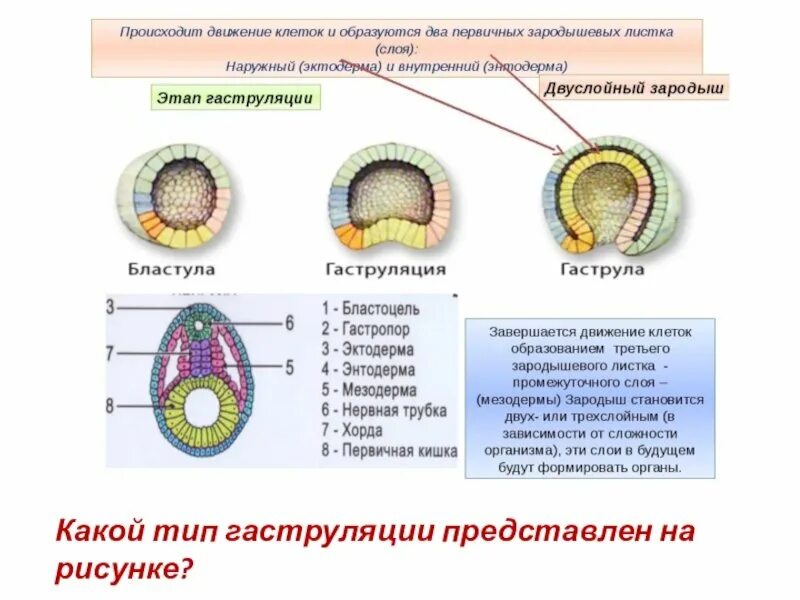 Какой зародышевый листок формируется на стадии. 2 Фаза гаструляции. Гаструляция 3 зародышевых листка. Строение зародышевых листков эмбриона. Гаструляция 3 слоя.