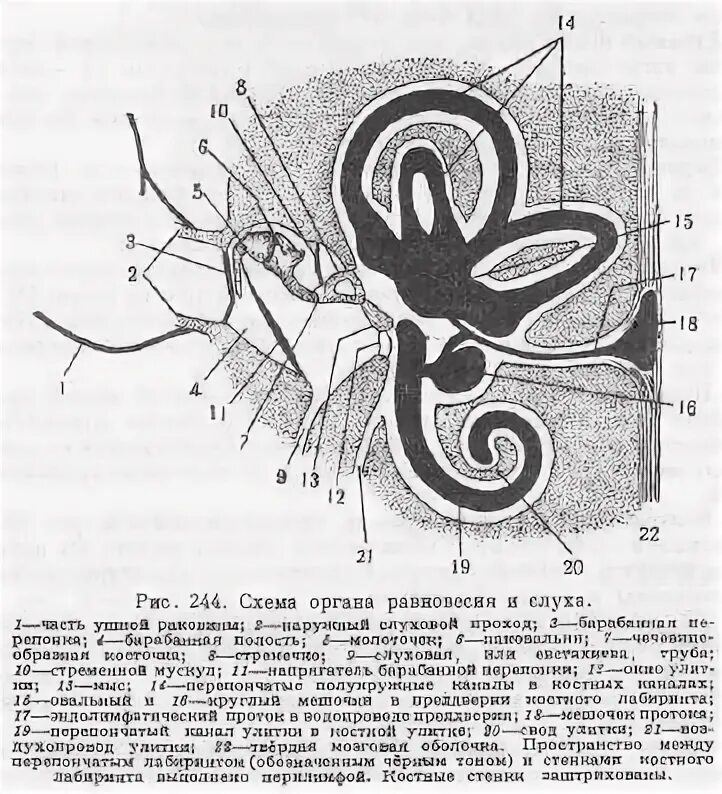Значение органа равновесия. Орган равновесия. Эволюция органа равновесия. Схема строения органов равновесия и слуха животного. Окна улитки и преддверия на кт.