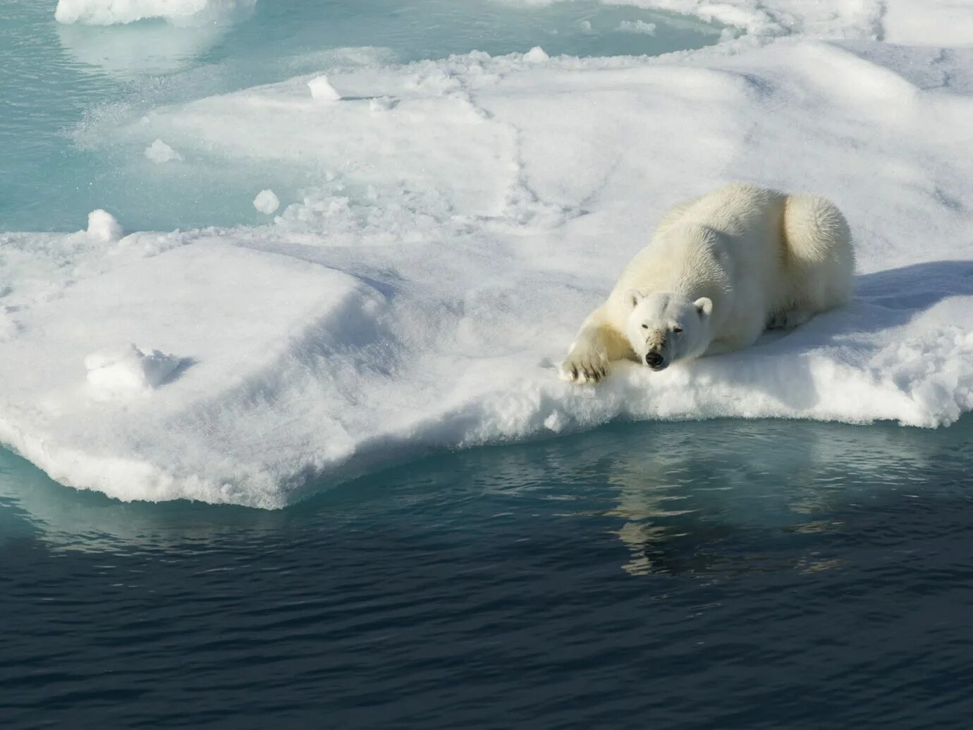 Ice animals. Арктика белый медведь охотится. Белые медведи в Антарктиде. Белый медведь охотится. Полярные животные.