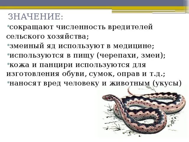 Какой признак внешнего строения змеи. Особенности змей. Особенности строения змеи. Змея внешнее строение. Особенности жизнедеятельности змей.