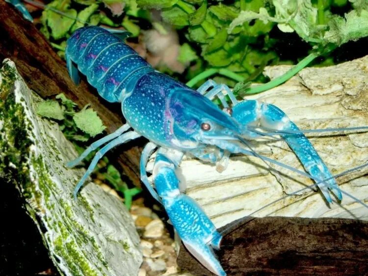 Кубинский рак. Cherax quadricarinatus. Аквариумный голубой рачок. Синие рачки для аквариума. Голубой кубинский.