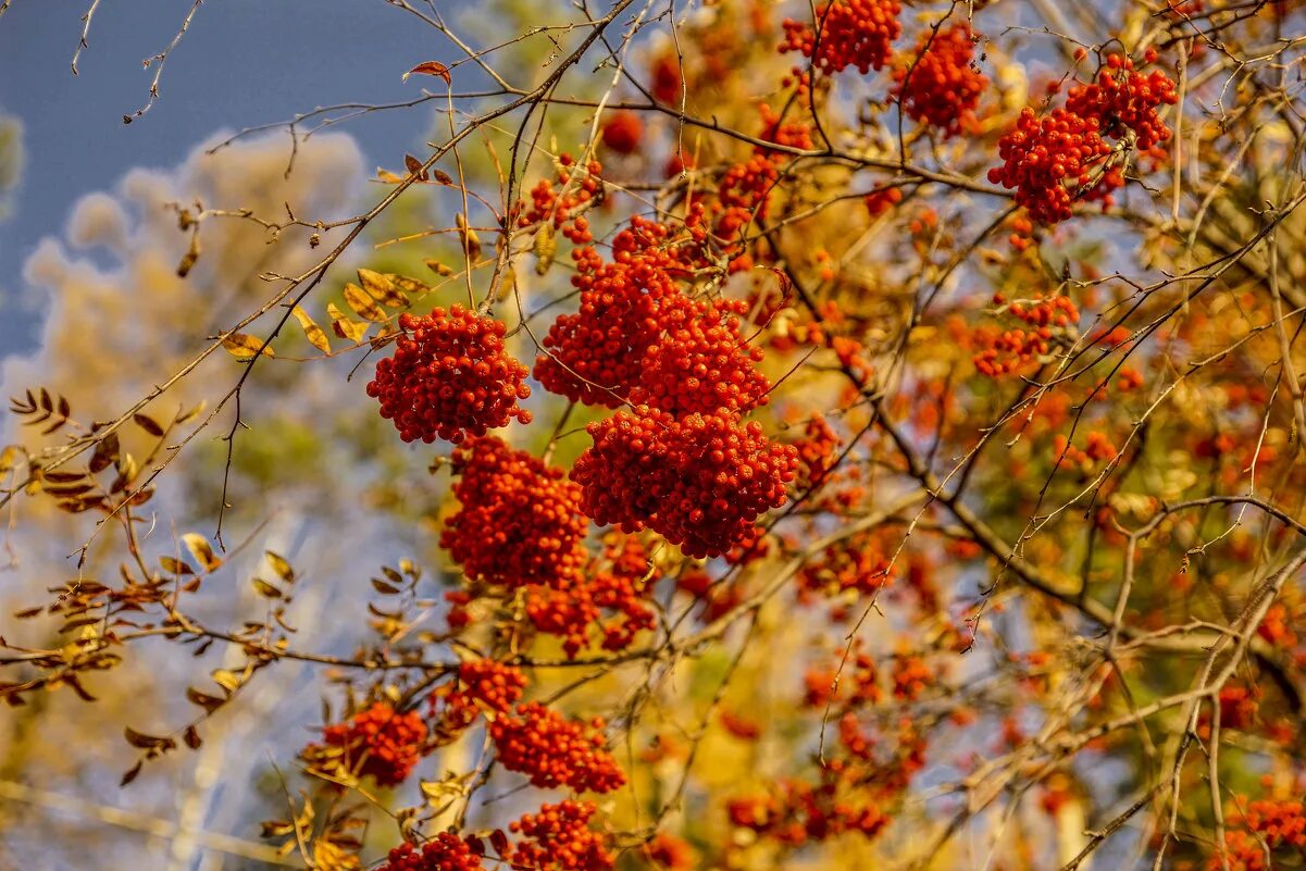 Яркая рябина осенью. Куст рябины осень. Рябина Крымская. Рябина белоплодная кашмирская. Осень рябина.