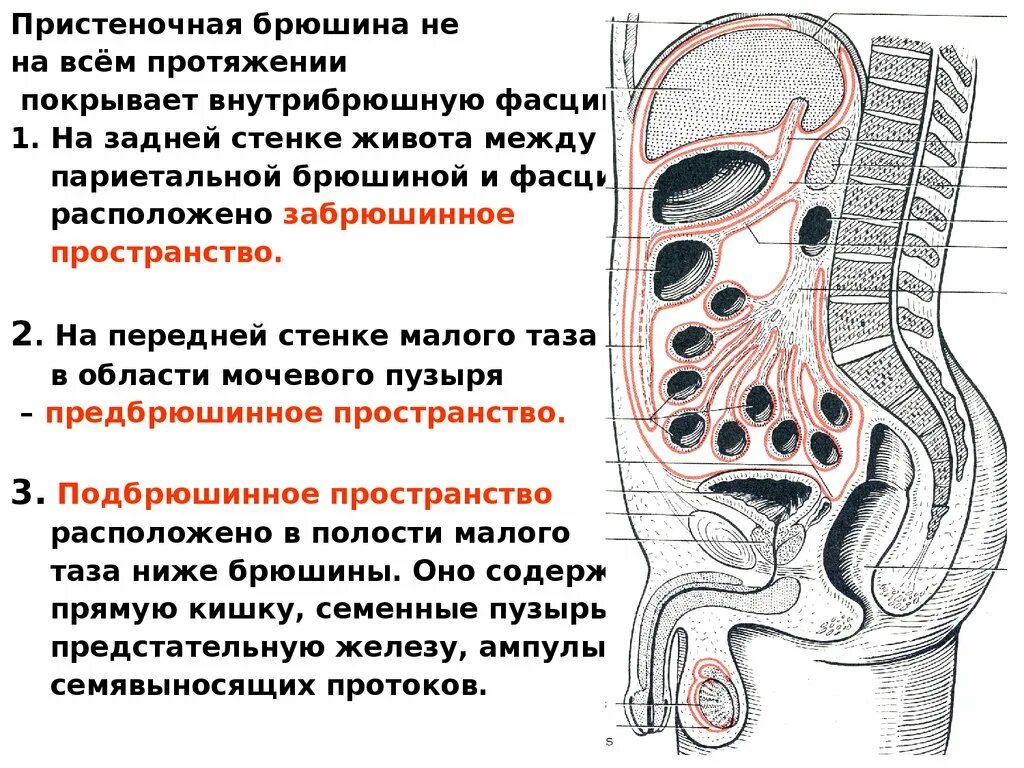 Мочевой пузырь париетальная брюшина. Забрюшинное клетчаточное пространство. Ретроперитонеально брюшина. Париетальный листок брюшины.