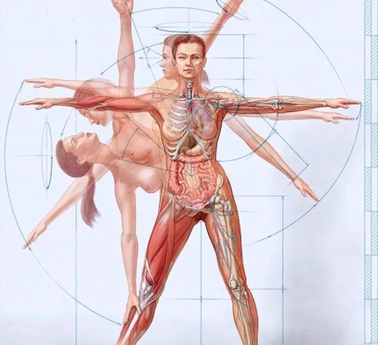 Anatomie d une chute