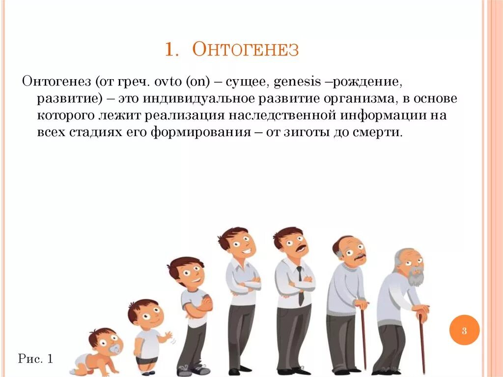 Онтогенез картинка. Онтогенез - период развития организма от. Онтогенез этапы развития организма. Онтогенез этапы развития организма человека. Этапы индивидуального развития организмов (онтогенез).