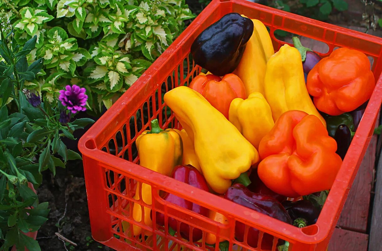 Собранный урожай болгарского перца. Собранный урожай болгарского перца. Урожай перца. Сбор урожая перца. Сбор урожая перец.