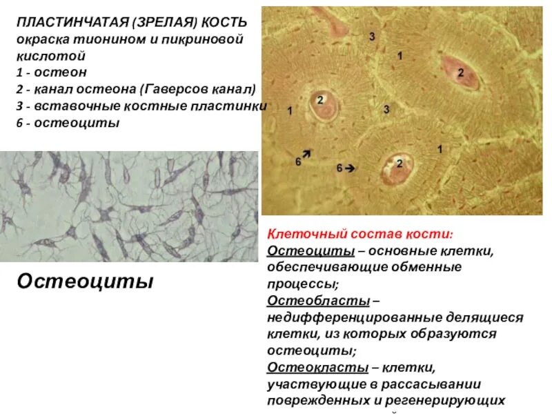 Пластинчатая костная ткань. Пластинчатая костная ткань гистология. Пластинчатая костная ткань Остеон. Пластинчатая костная ткань гистологический препарат. Пластинчатая кость