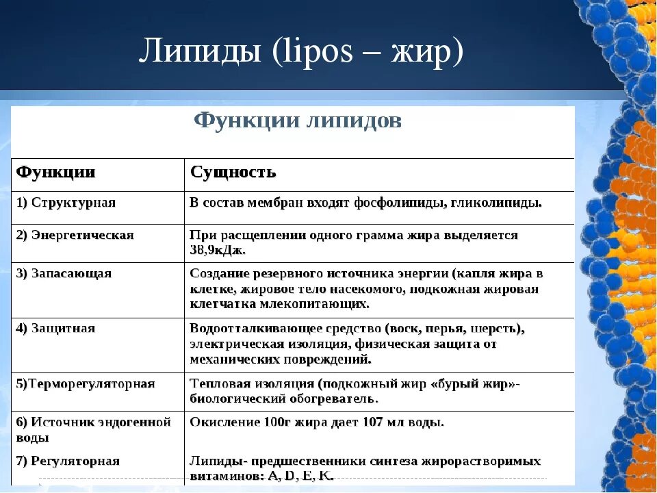 Таблица строение и функции веществ клетки. Липиды структура и функции. строение и функции жиров. липиды строение и функции. таблица 5 - биологические функции липидов.