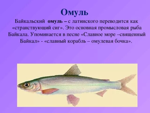 Байкальский омуль описание. Байкальский омуль описание