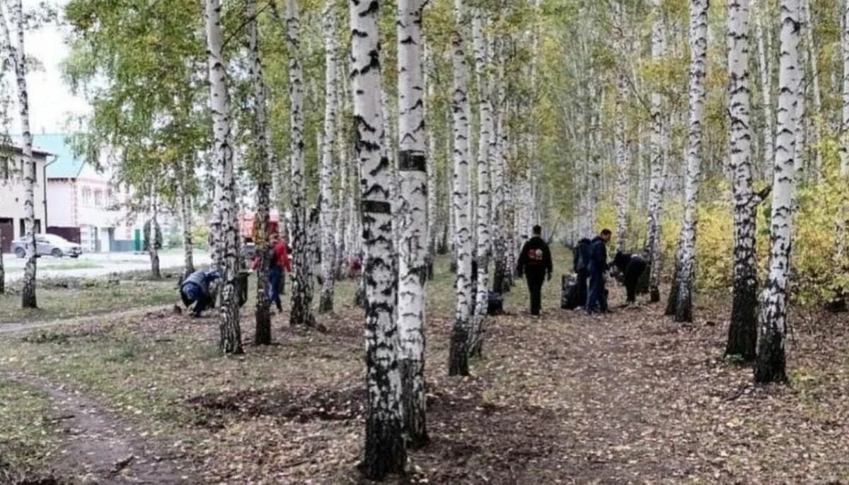 Погода п березовый. Березовая роща Барнаул. Березовая роща Ангарск. Солнечная Поляна Барнаул роща. Березовая роща Бишкек.