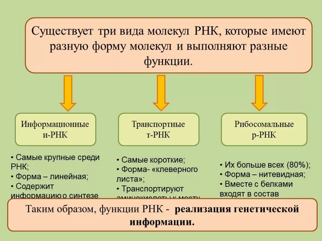 Какие функции выполняет рнк. Три типа РНК. Три основных типа РНК.