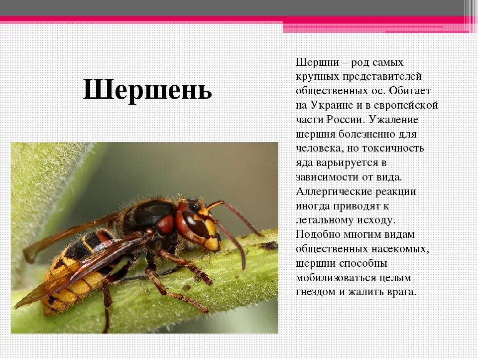 Пчела какая среда обитания. Насекомые с описанием. Оса описание. Опасные насекомые Шершень. Шершень доклад.