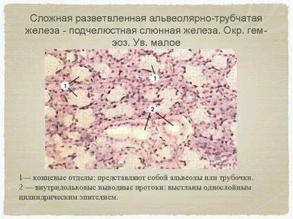 Сложная железа