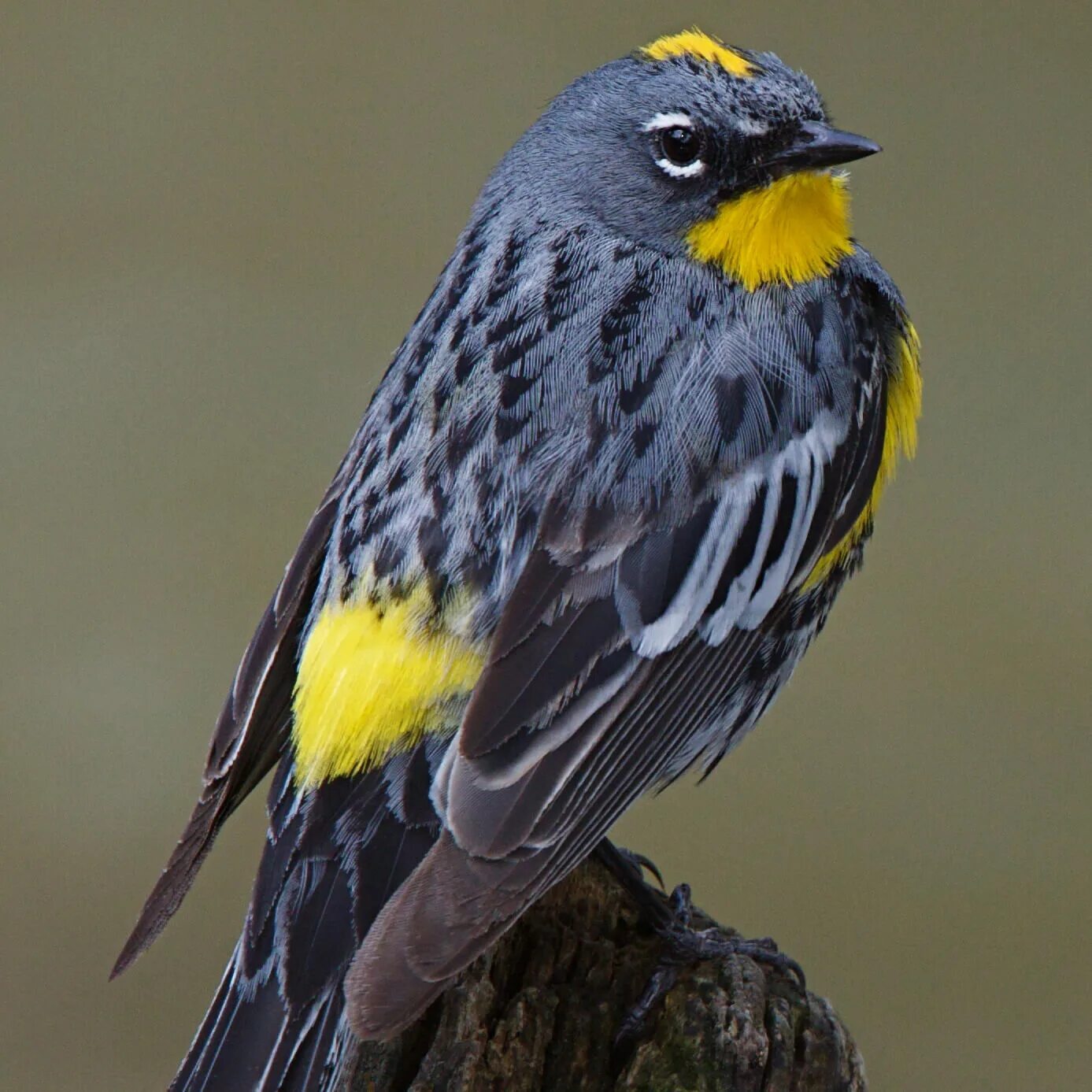 American birds. Yellow-Rumped Warbler. Птицы Северной Калифорнии. Yellow Rumped Warbler Крылья. Крым желтая птица яркая.
