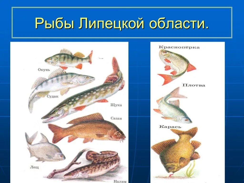 Рыбы Липецкой области. Рыбы обитающие в Липецкой области. Рыба в Дону Липецкой области. Рыба река Дон Липецкая область. Обитатели дона