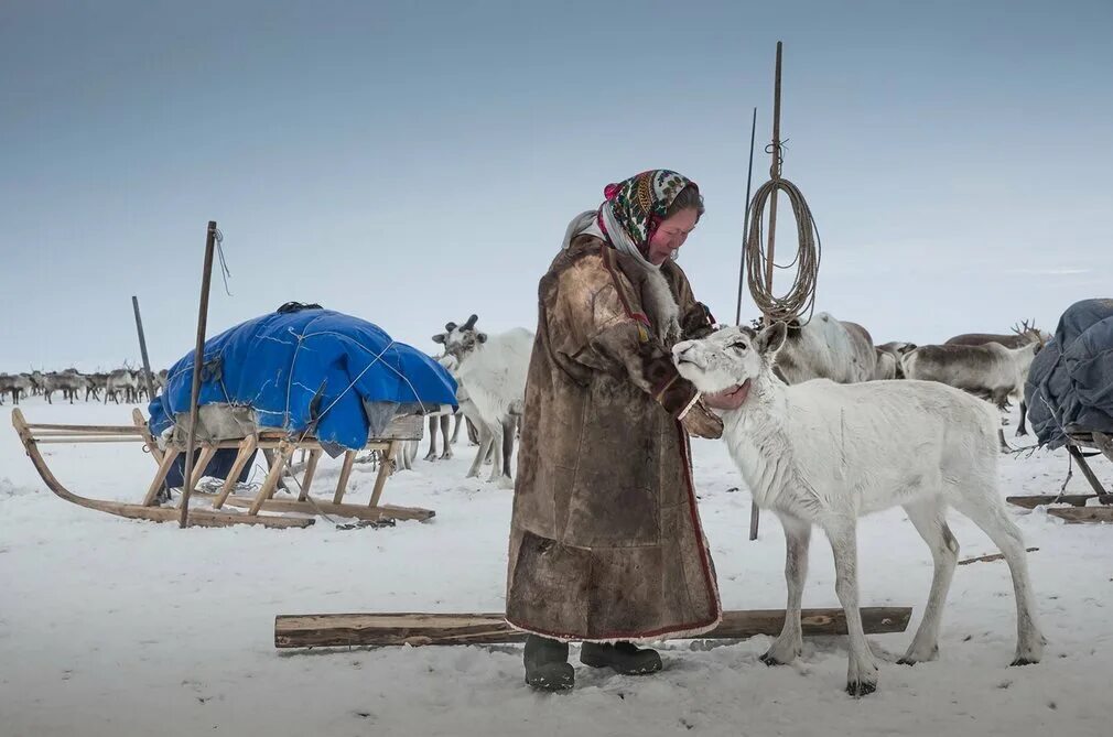 Чума оленей. Манси оленеводы. Ненцы оленеводы. Ненцы Ямала. Манси Сибирь оленеводство.