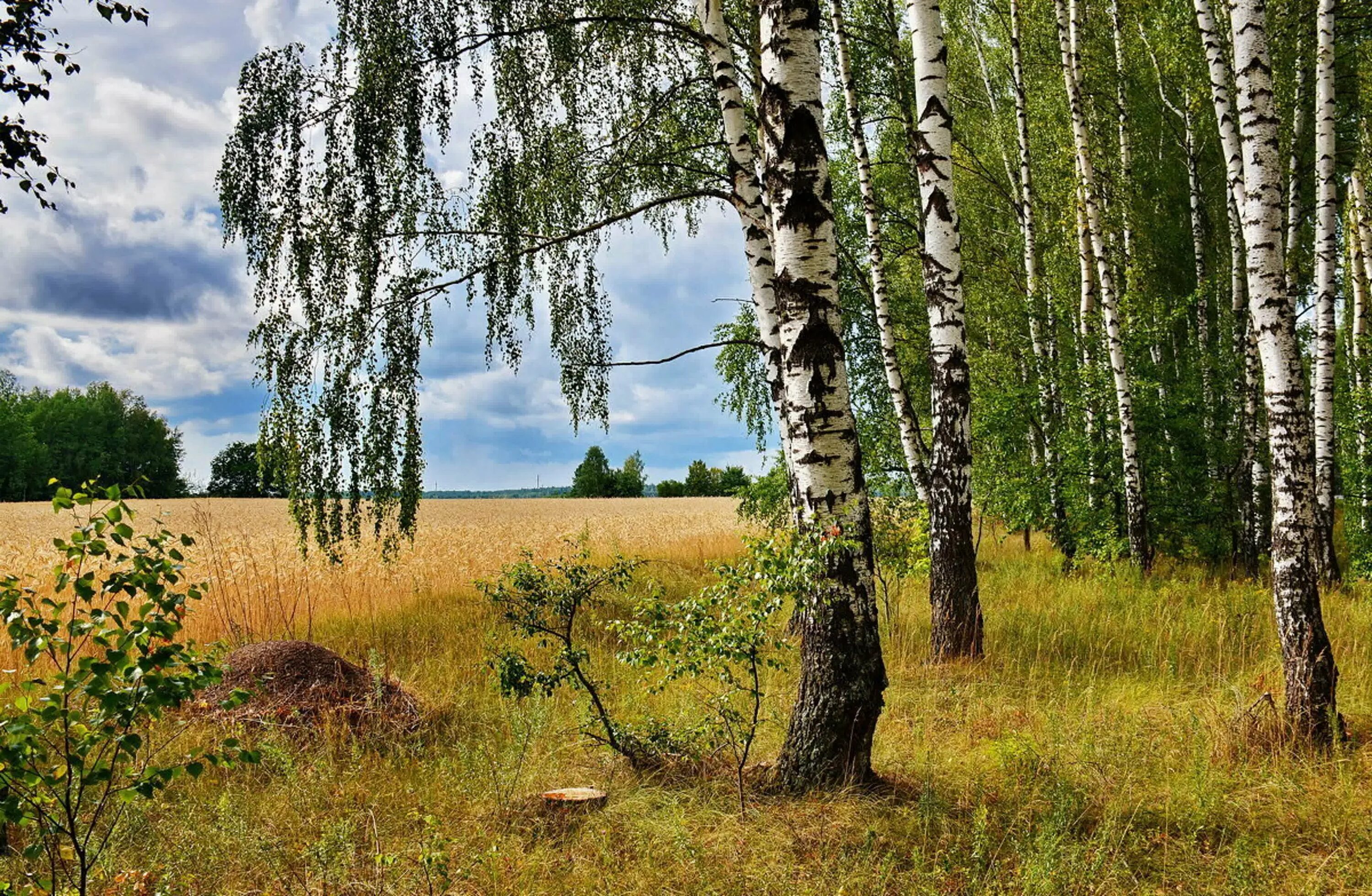 Родина картинки. Родина природа. Природа нашей Родины. Природа моей Родины. Россия Родина моя природа.