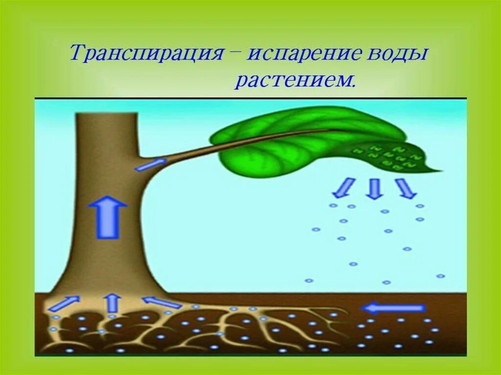Корни испаряют воду. Транспирация испарение воды. Функции транспирации растений. Транспирация воды у растений. Транспирация устьица.