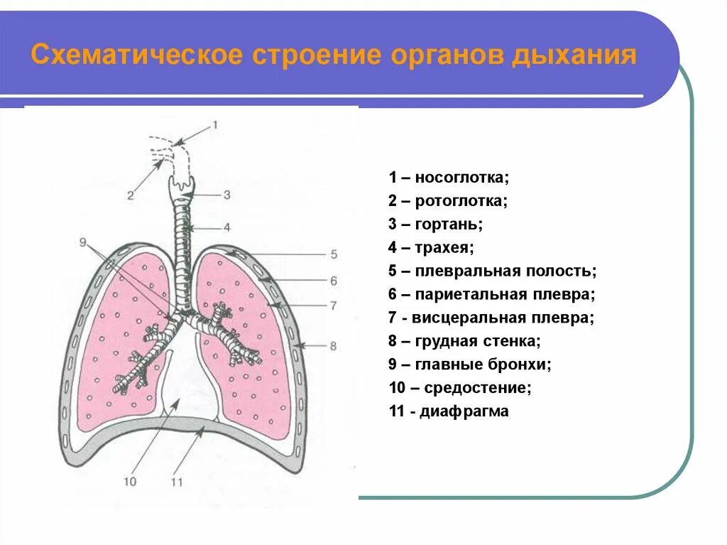 Строение легких легочная плевра. Листки плевры анатомия. Плевра легких анатомия строение. Плевра и средостение.