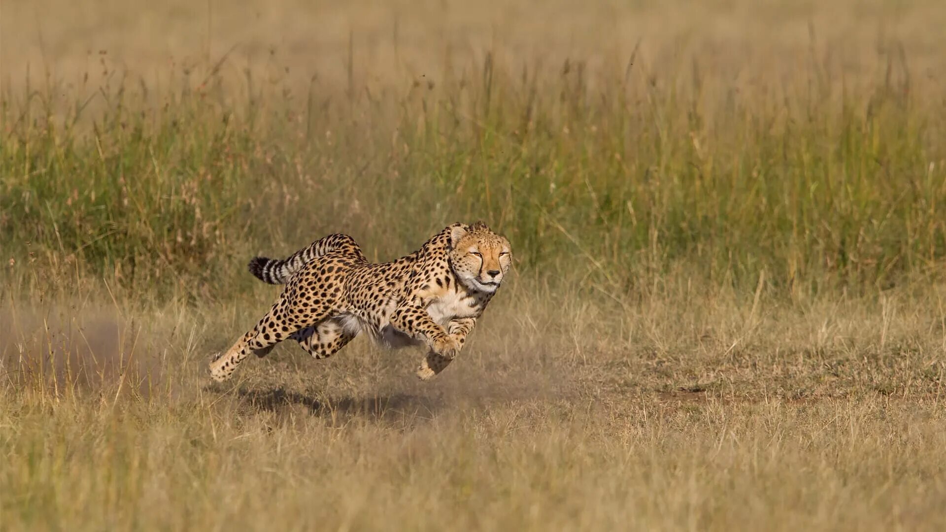 Leopards run runs fast