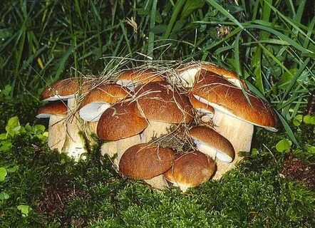 Грибы родного края
