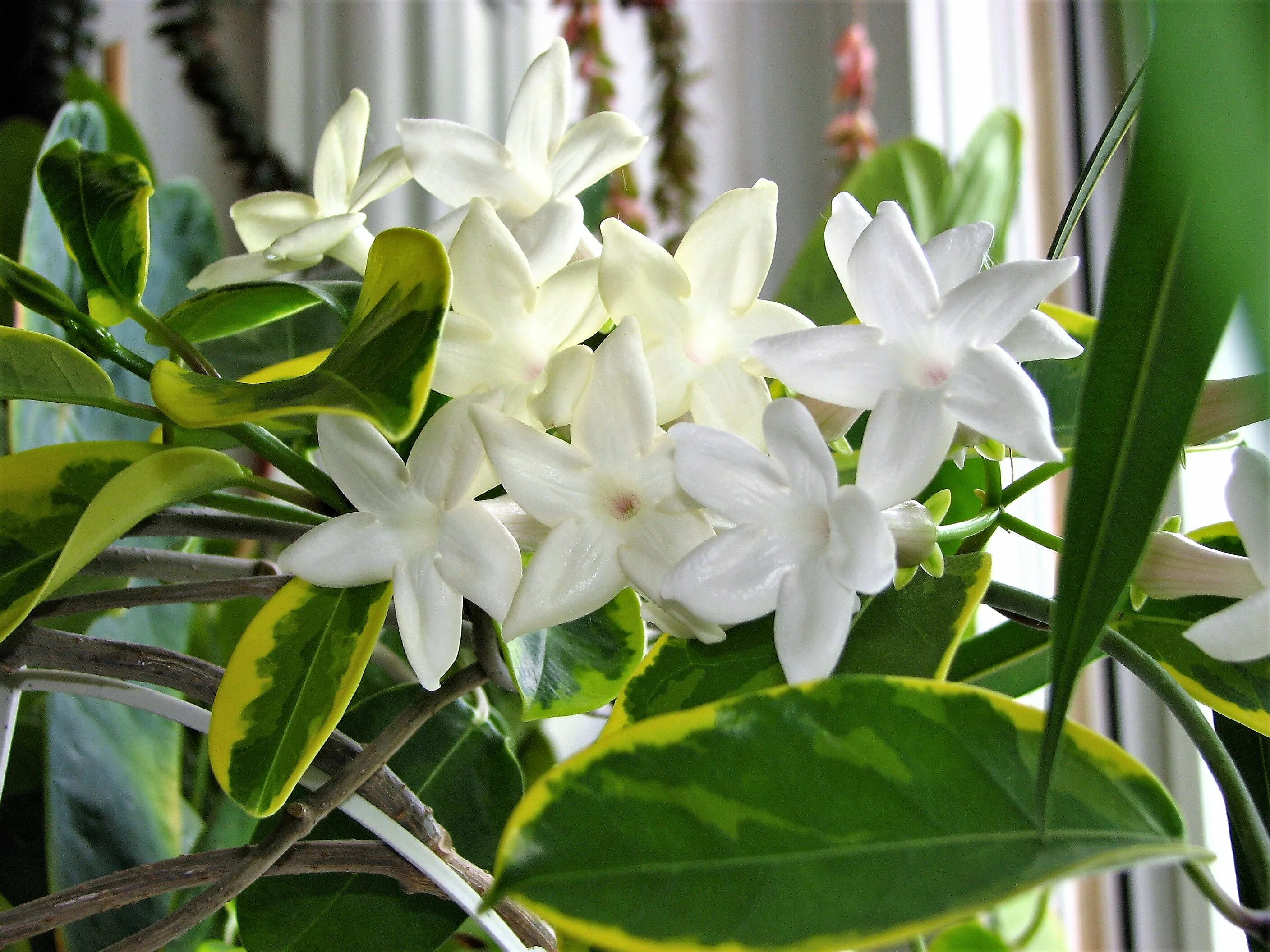 Стефанотис обильноцветущий. Стефанотис stephanotis