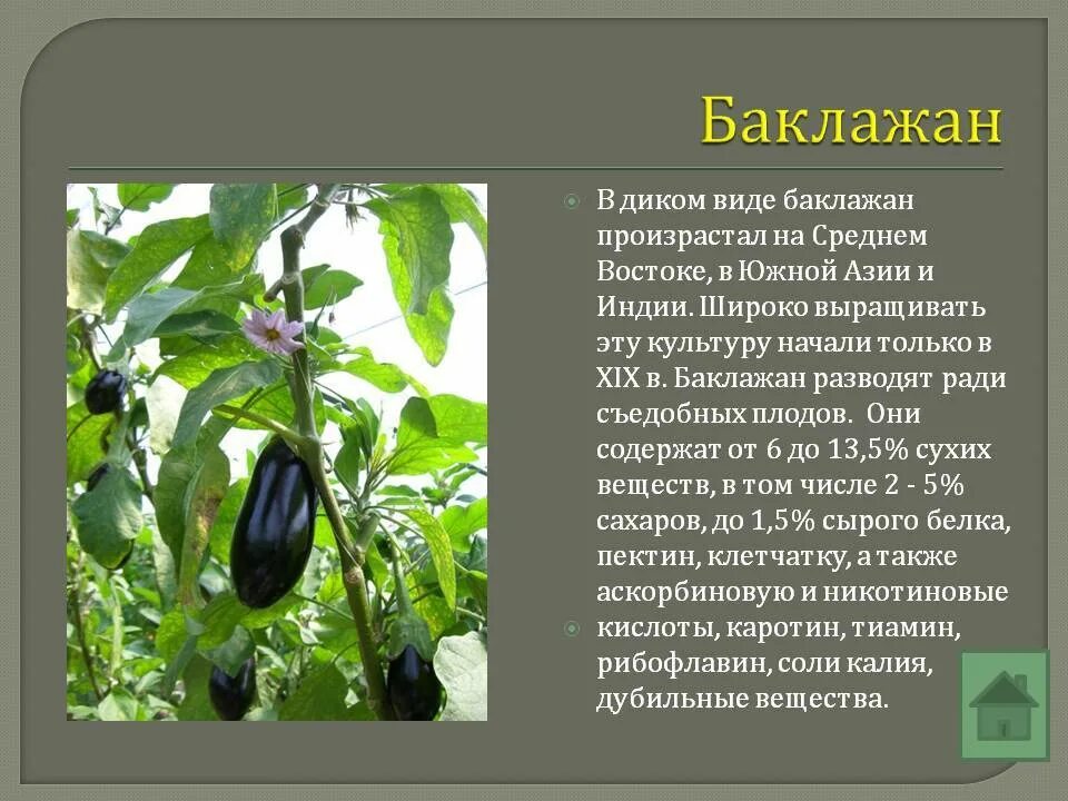 Какой плод баклажана