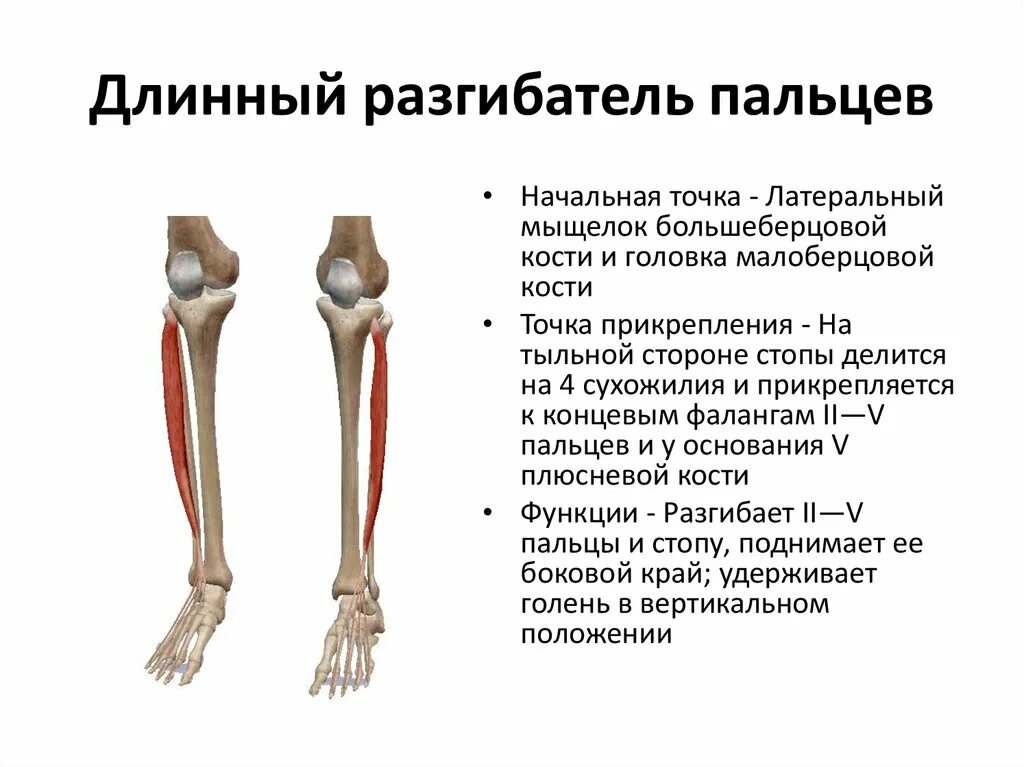 Длинные мышцы разгибатели пальцев. Длинный разгибатель пальцев мышца голени. длинный разгибатель пальцев функции. длинный разгибатель пальцев стопы анатомия. разгибатель пальцев начало прикрепление функции.
