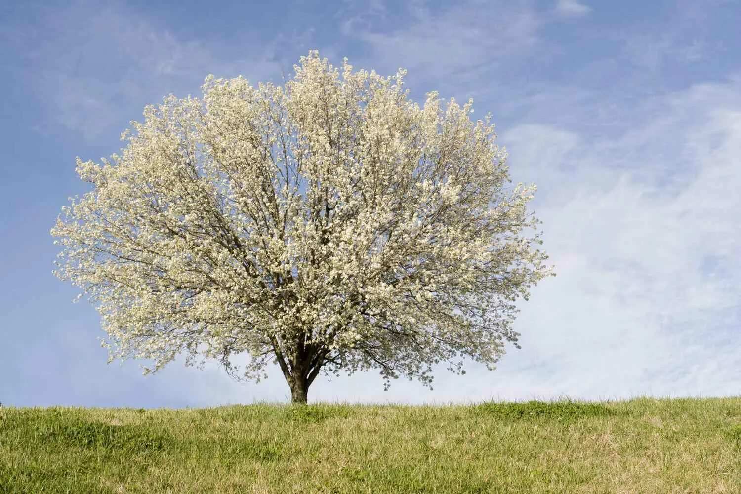Never never plant. Грушевое дерево. Грушевое дерево весной. Груша Каллери весной. Цветущая груша фото.