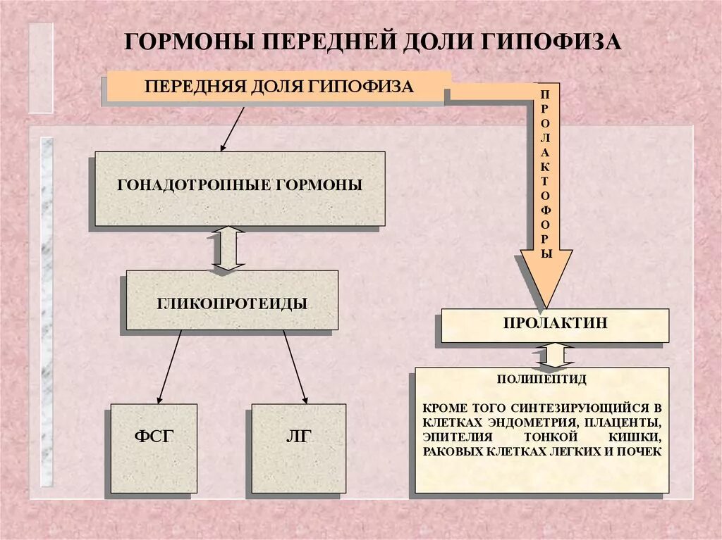 Гормоны переднего гипофиза. Гормоны передней доли гипофиза и задней доли. Гормоны передней долигипофйиза. Гармонопередней доли гипофиз.