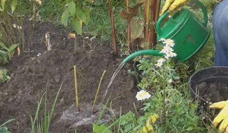 Что положить в лунку при посадке пионов. Посадка пионов весной в открытый грунт. дренаж для пионов. высаживание корешков пионов. посадочная яма для пионов в октябре.