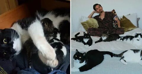 Кошка привела
