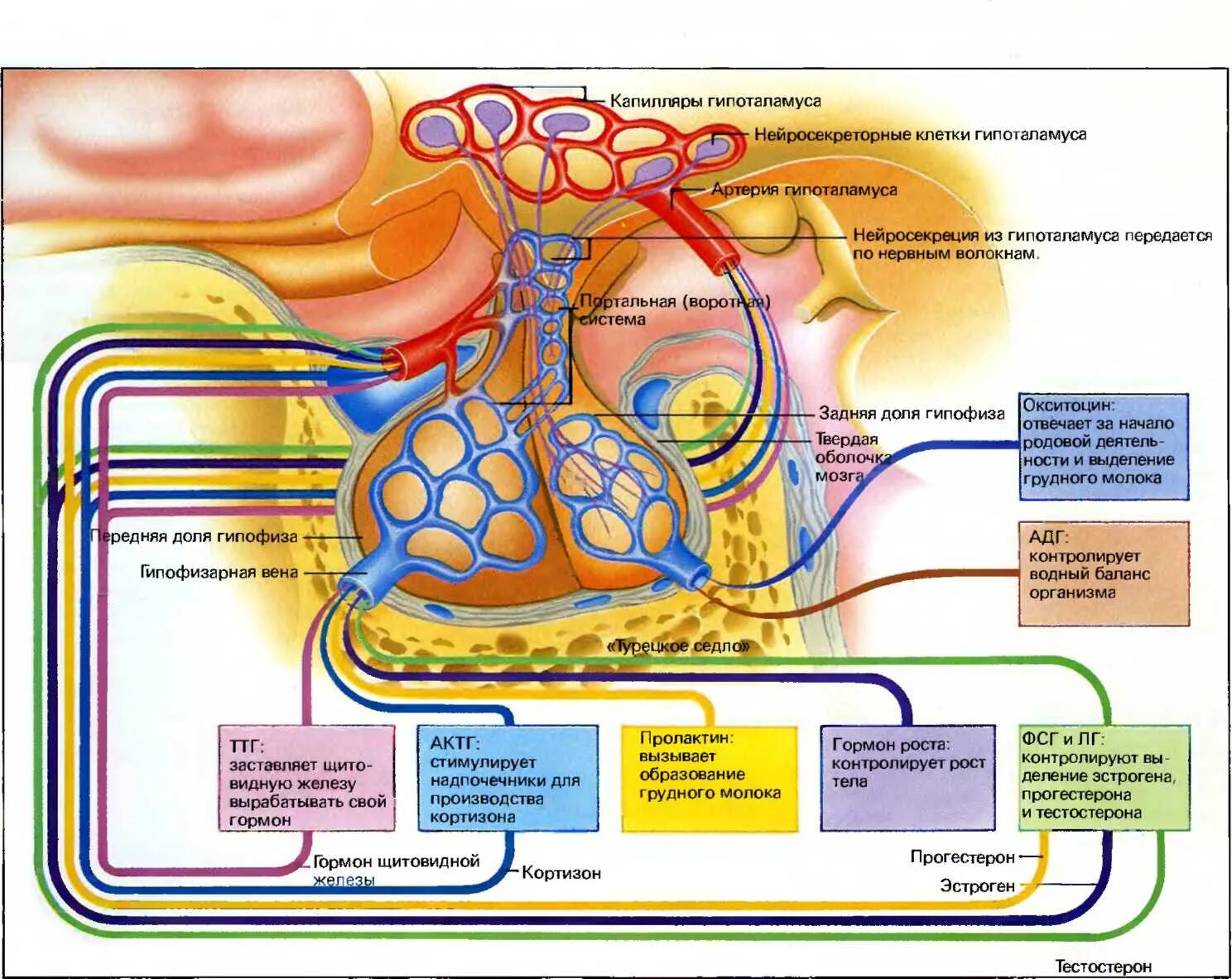 Гипофиз кровеносная система. Схема гормоны гипофиза аденогипофиза. Кровоснабжение гипоталамо-гипофизарной системы. Гормоны гипоталамуса и гипофиза. Доли гипоталамуса и гормоны.