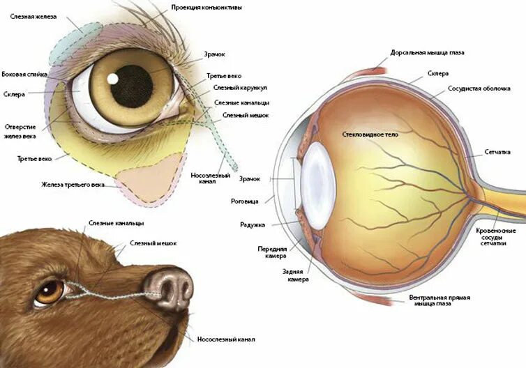 Строение глаза собаки анатомия. Строение зрительного анализатора собаки. Зрительный анализатор строение животного. Строение зрительного анализатора кошки. Слезные железы у собак