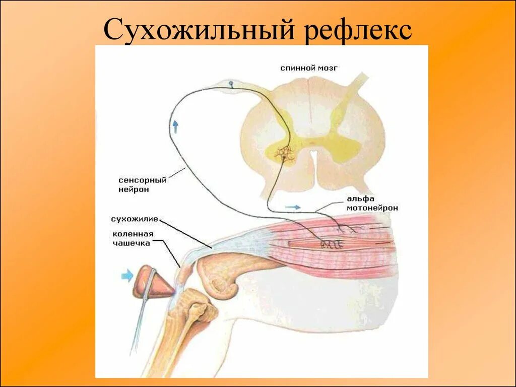 Рефлекторная дуга сухожильного рефлекса. Схема дуги сухожильного рефлекса. Сухожильный рефлекс схема. Асимметрия сухожильных рефлексов.