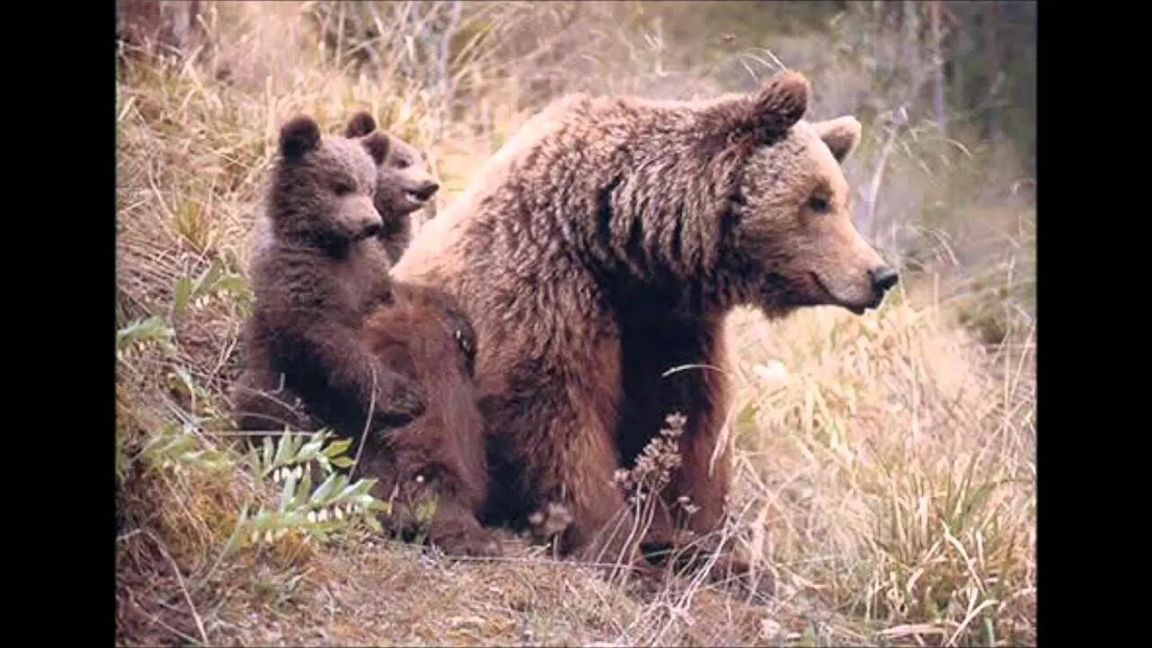 Bear bred. Медведь террорист. bears in spain.