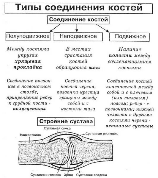 Функции соединения костей. Строение соединение костей таблица. Соединение костей таблица 8 класс биология. Типы соединения костей таблица. Типы соединения костей функции.