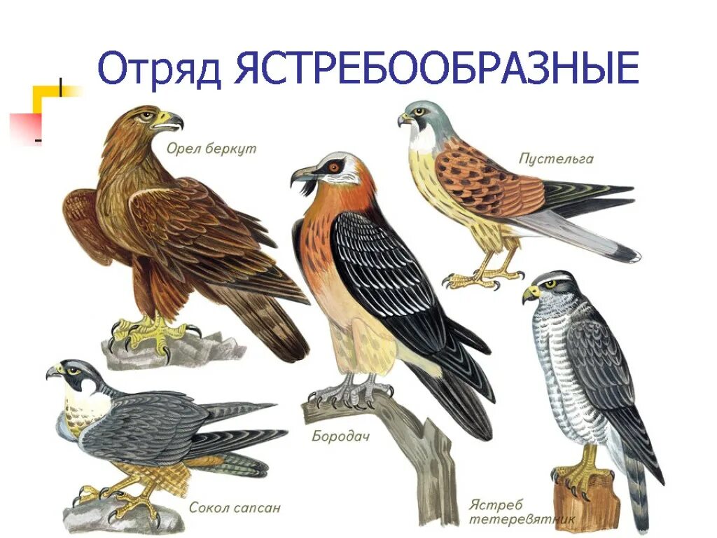 Отличия птиц. Отряд ястребообразные представители. представители ястребообразных птиц. орлы соколы ястребы коршуны. семейство ястребиные представители.